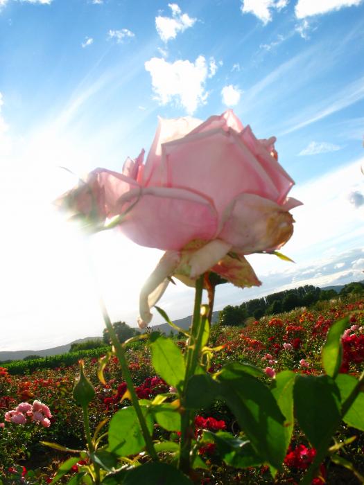 Rose Général de Vaulgrenant