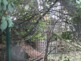 Ligne Maginot - B304 - PETIT MARAIS - (Blockhaus pour canon) - Vu de la GR 121 B.