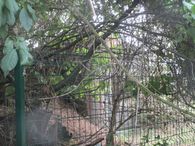 Ligne Maginot - B304 - PETIT MARAIS (Blockhaus pour canon) - Vu de la GR 121 B.