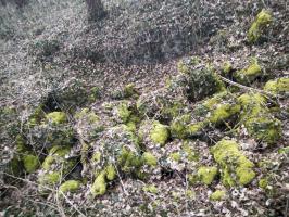 Ligne Maginot - BLODELSHEIM OUEST 2 - (Blockhaus de type indéterminé) - Ruines