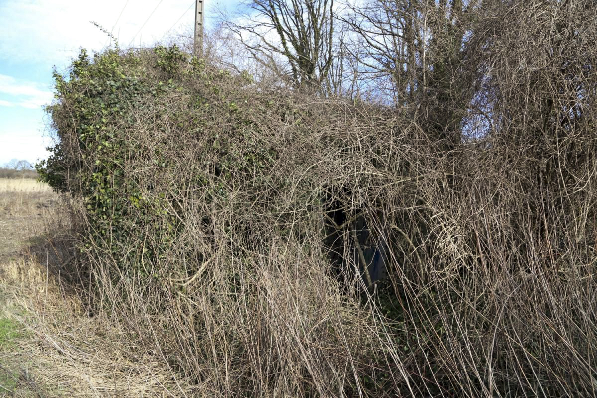 Ligne Maginot - ALTSCHOLLEN - (Casemate d'infanterie - Simple) - Caponnière d'entrée enfoui dans la végétation