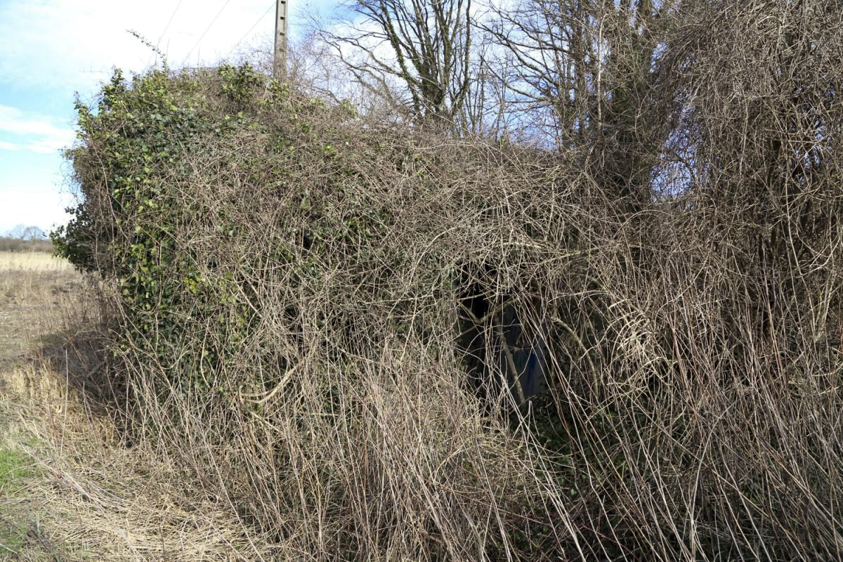Ligne Maginot - ALTSCHOLLEN - (Blockhaus pour arme infanterie) - Caponnière d'entrée enfoui dans la végétation