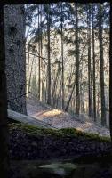 Ligne Maginot - FM77 - BETZENTHAL 4 - (Blockhaus pour arme infanterie) - Vue depuis le créneau frontal