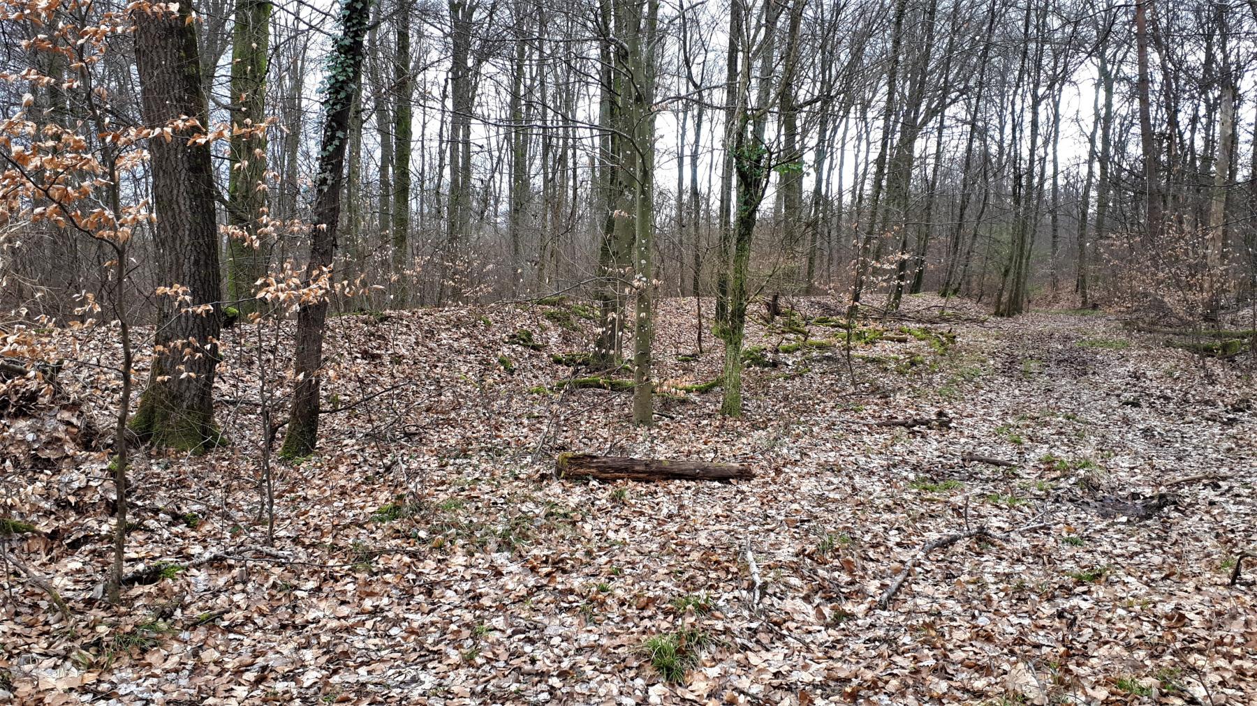 Ligne Maginot - LANGENSOULTZBACH - (Dépôt du Génie) - Remblais de protection bordant le chemin en face des bâtiments