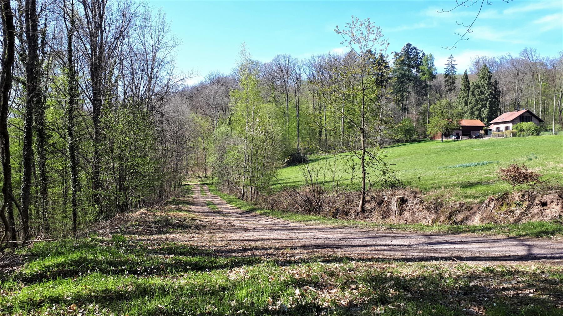 Ligne Maginot - C8 - NONNENHARDT MAISON FORESTIERE 2 - (Blockhaus pour canon) - Le chemin forestier couvert par le bloc