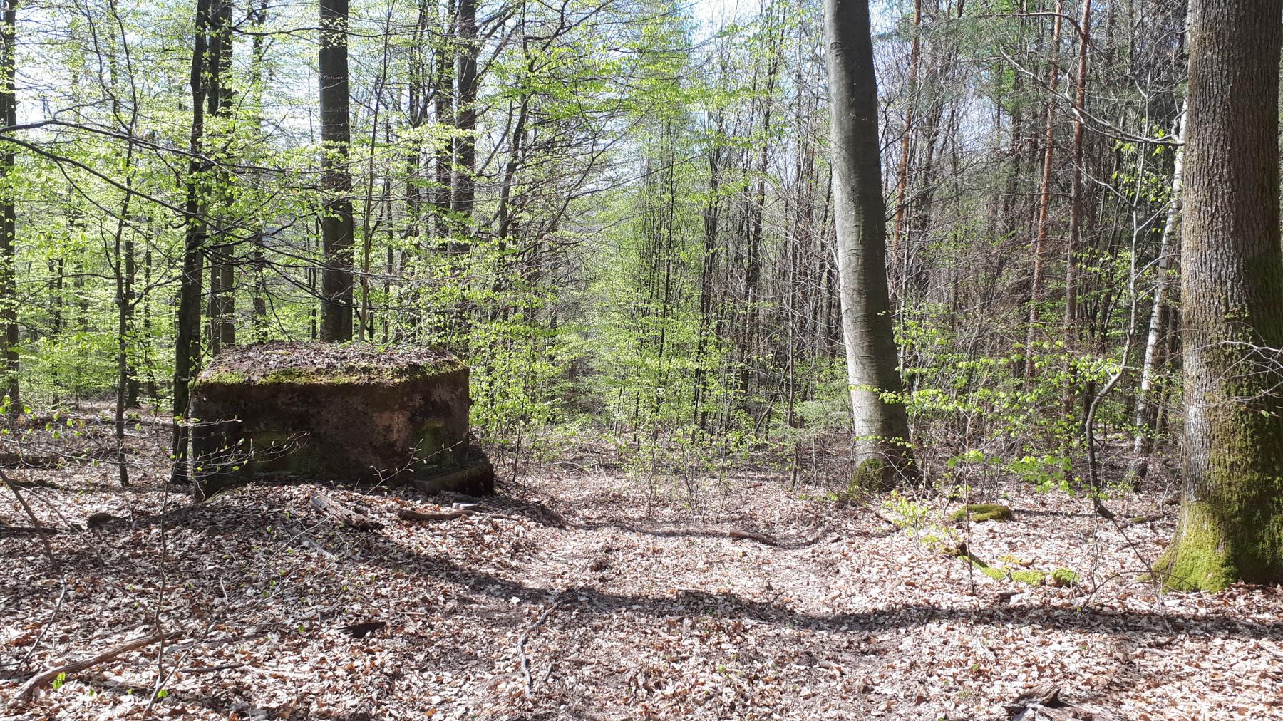 Ligne Maginot - FM33 - NONNENHARDT CENTRE 3 - (Blockhaus pour arme infanterie) - Le blockhaus bordant un layon 