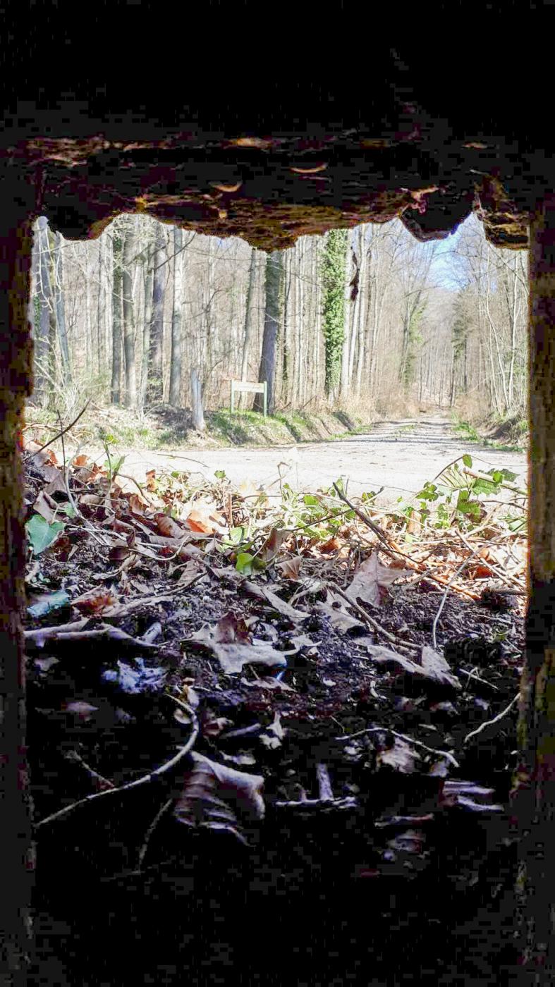 Ligne Maginot - FM32 - NONNENHARDT MAISON FORESTIERE 1 - (Blockhaus pour arme infanterie) - Vue depuis le créneau frontal