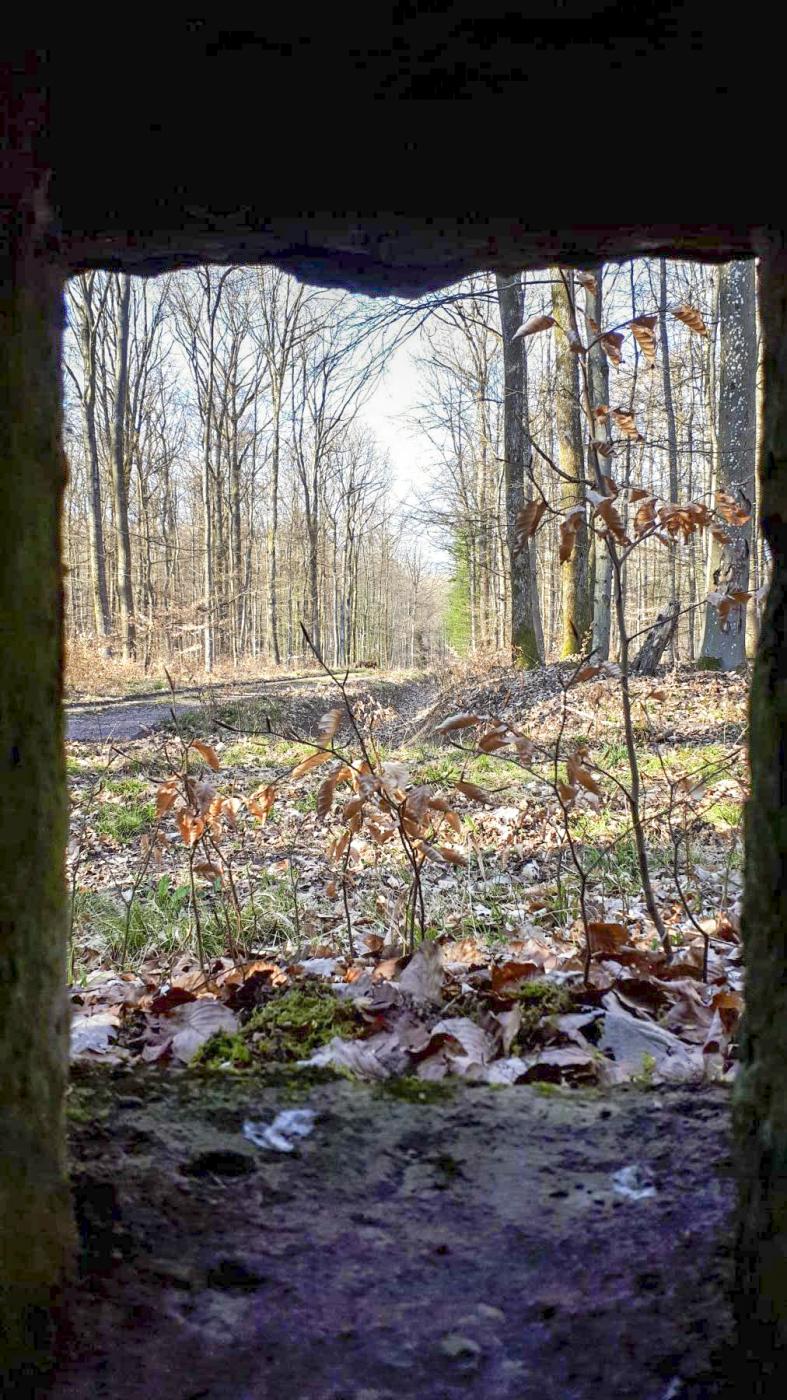 Ligne Maginot - FM31 - NONNENHARDT CENTRE 4 - (Blockhaus pour arme infanterie) - Vue depuis le créneau latéral droit