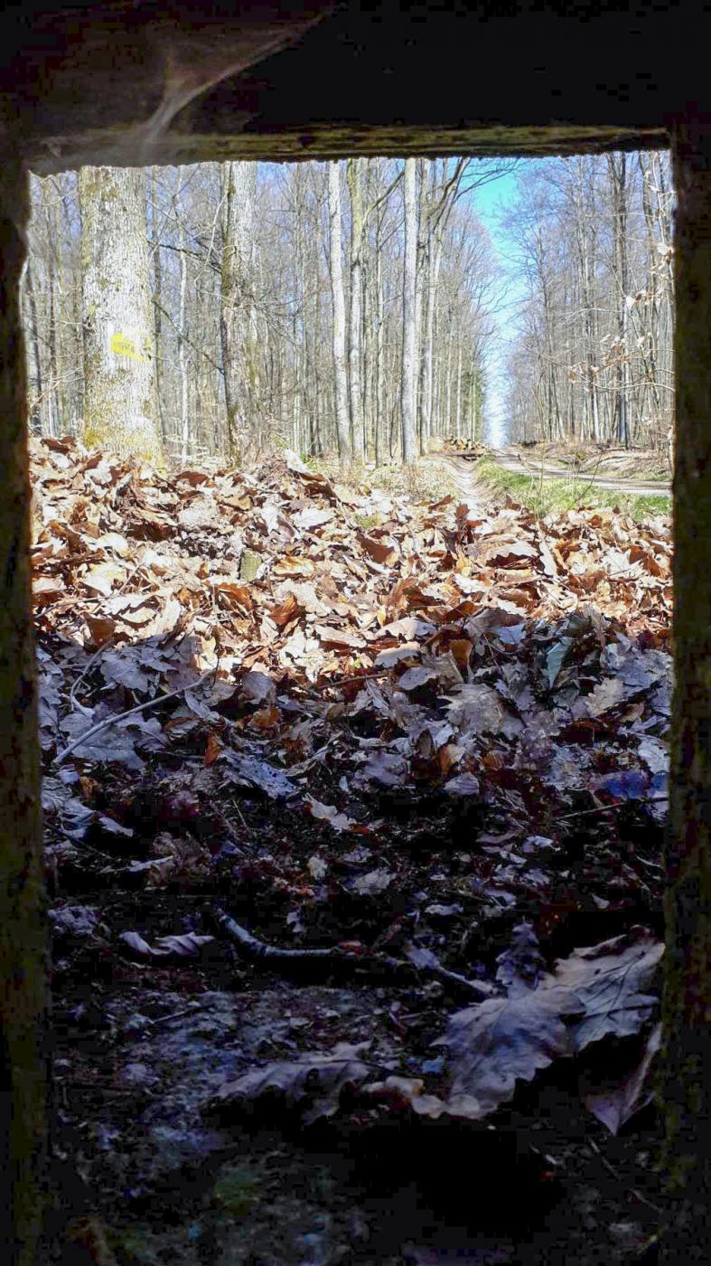 Ligne Maginot - FM46 - NONNENHARDT CENTRE 5 - (Blockhaus pour arme infanterie) - Vue depuis le créneau latéral gauche