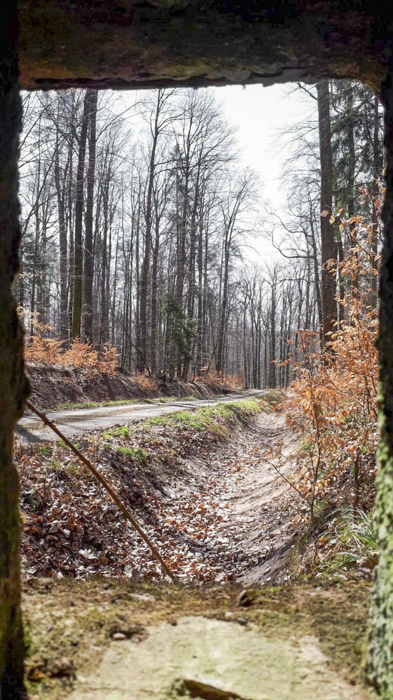 Ligne Maginot - FM46 - NONNENHARDT CENTRE 5 - (Blockhaus pour arme infanterie) - Vue depuis le créneau latéral droit