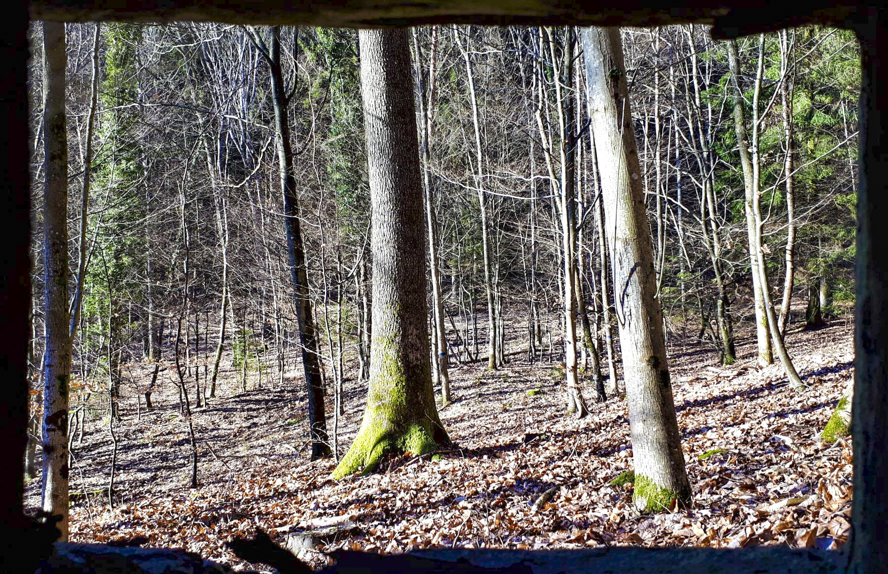 Ligne Maginot - M79 - BETZENTHAL 2 - (Blockhaus pour arme infanterie) - Vue depuis le créneau droit, axé au nord