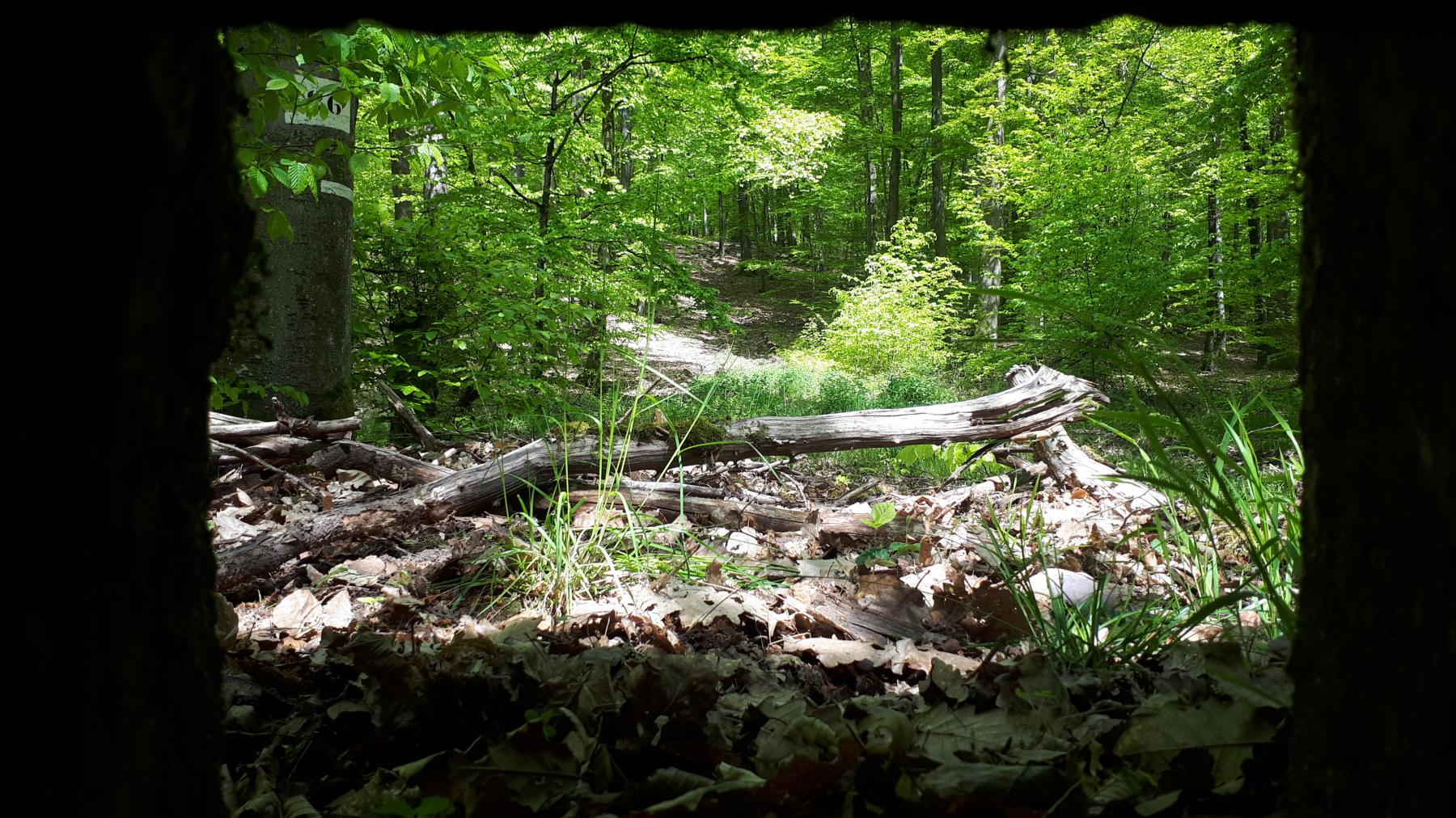 Ligne Maginot - FM48 - NONNENHARDT EST 5 - (Blockhaus pour arme infanterie) - Vue depuis le créneau frontal