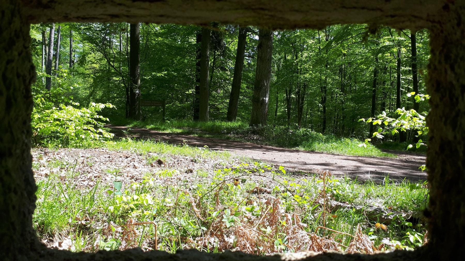 Ligne Maginot - FM48 - NONNENHARDT EST 5 - (Blockhaus pour arme infanterie) - Vue depuis le créneau droit