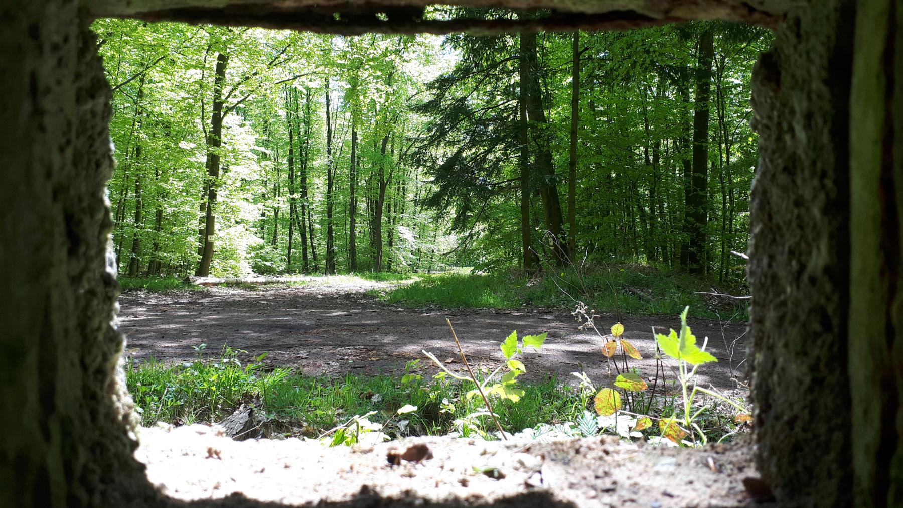 Ligne Maginot - FM48 - NONNENHARDT EST 5 - (Blockhaus pour arme infanterie) - Vue depuis le créneau arrière droit