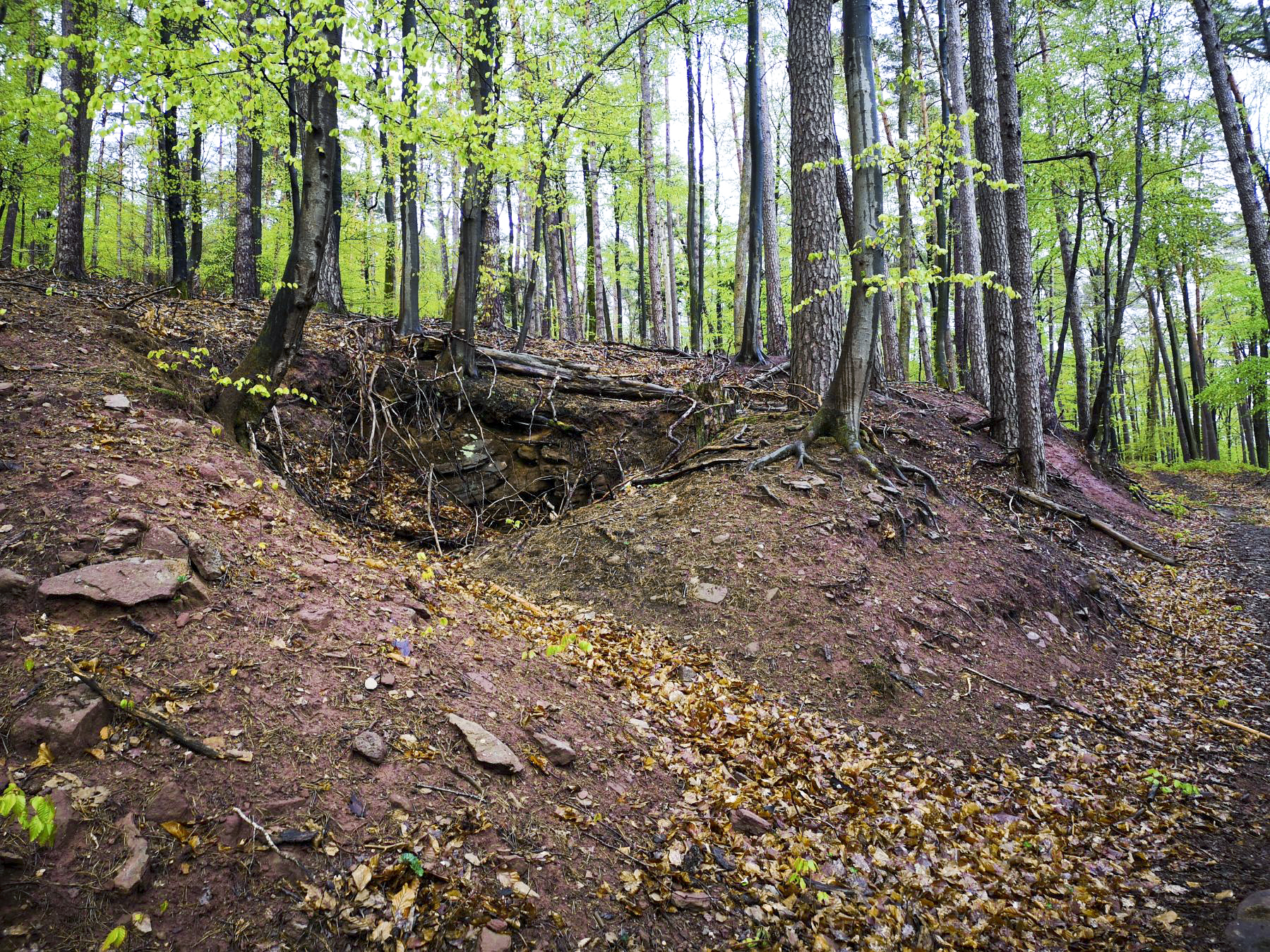 Ligne Maginot - WASSERLOCH (2° BIE - 60° RAMF) - (Position d'artillerie préparée) - Probable emplacement pour cagna au Sud de la position des pièces