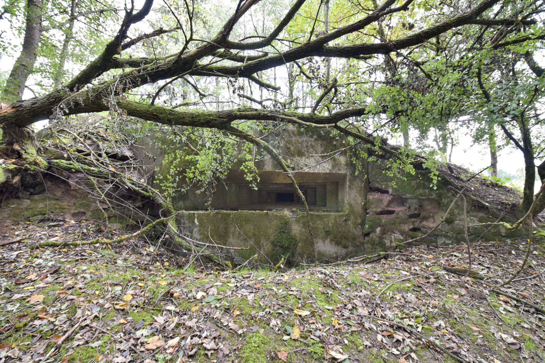 Ligne Maginot - WASENBERG 5 - (Blockhaus pour canon) - 