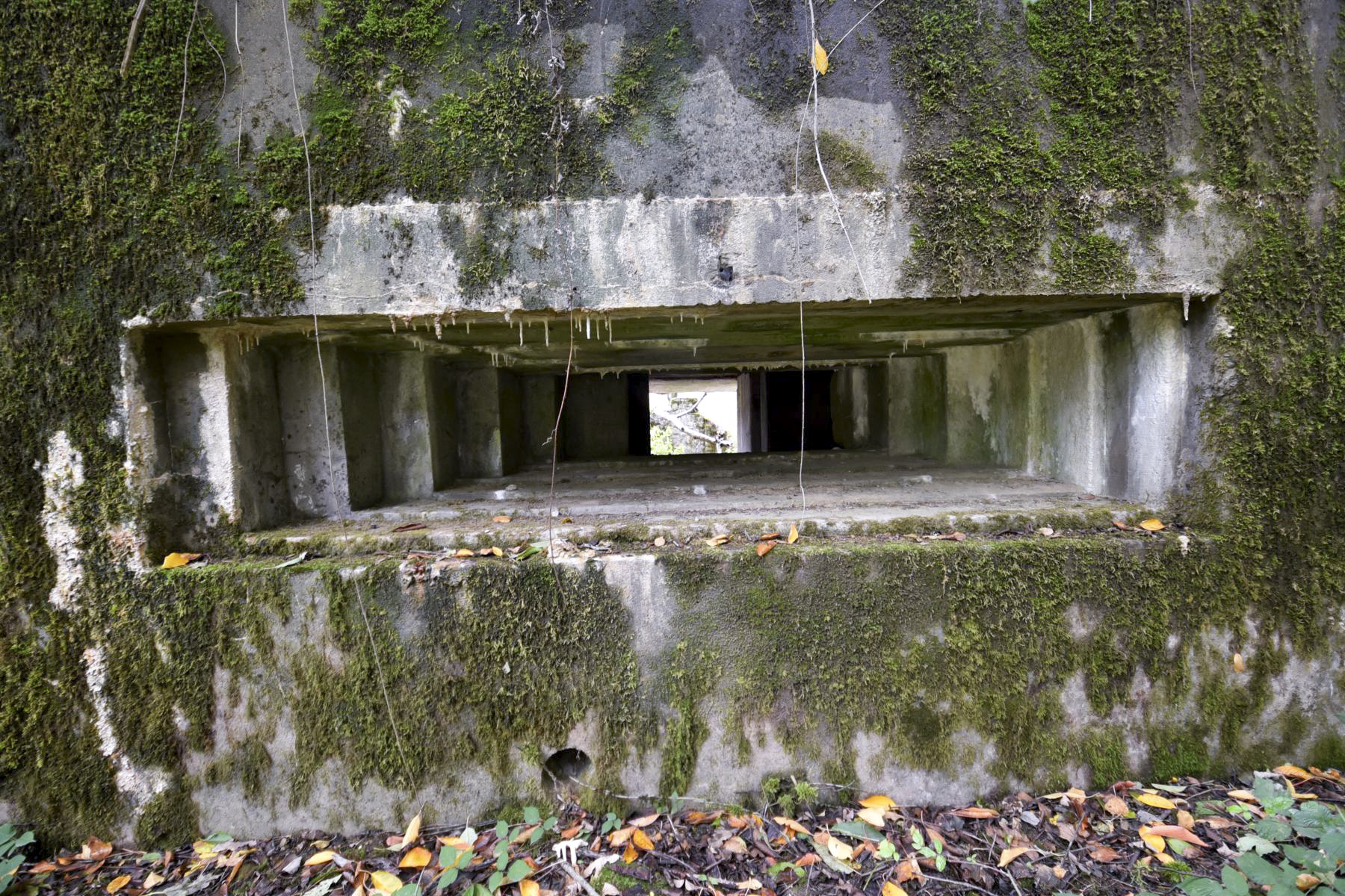 Ligne Maginot - WASENBERG 5 - (Blockhaus pour canon) - 