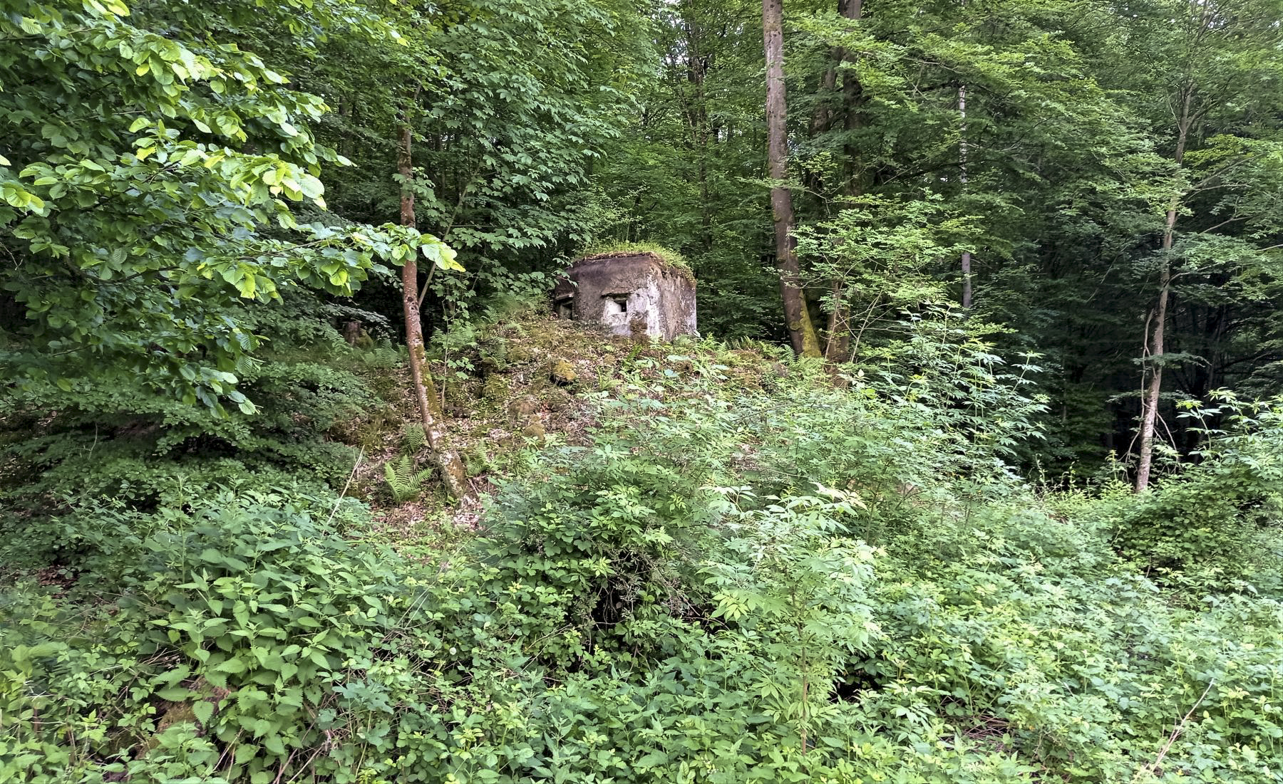 Ligne Maginot - FM15 - VERLORENERBACH 1 - (Blockhaus pour arme infanterie) - Le blockhaus au dessus d'une butte à coté de la route Départementale 27