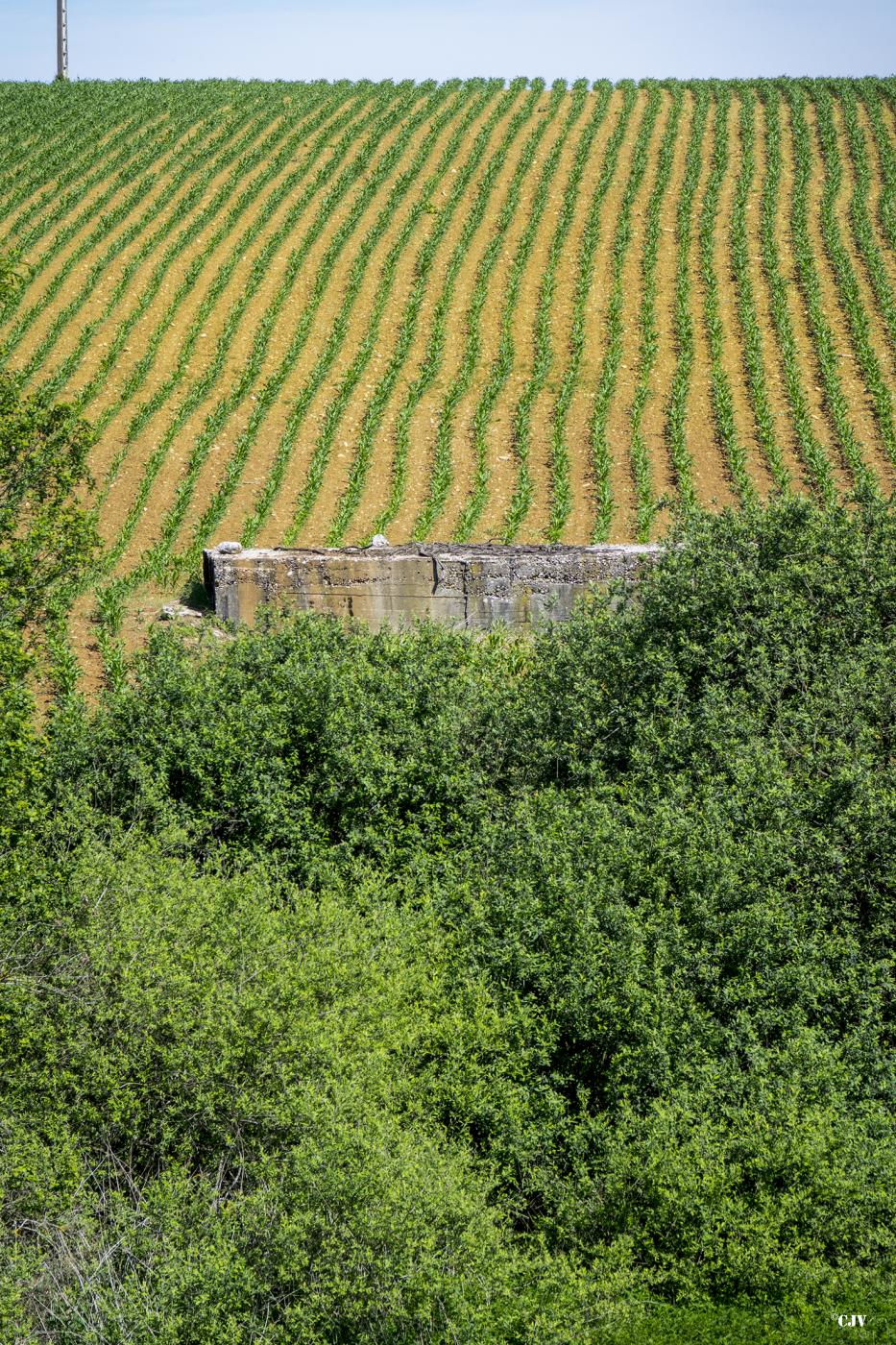 Ligne Maginot - ANNELBACH - (Abri) - 