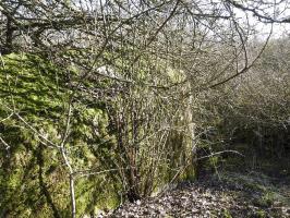 Ligne Maginot - AB29 - WITZ 2 - (Blockhaus pour canon) - Le blockhaus est caché dans un bosquet.