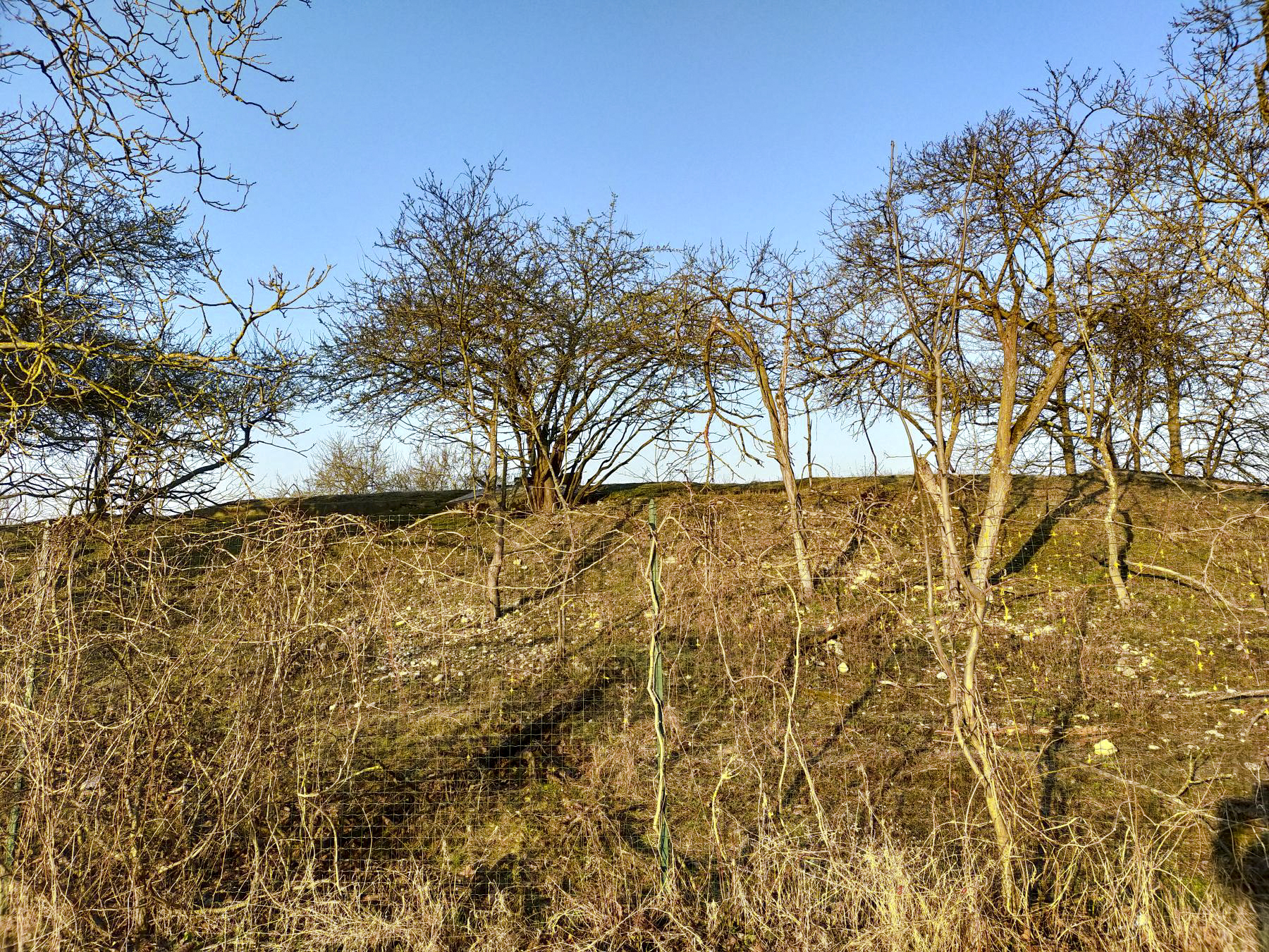 Ligne Maginot - 58/3 - BANTZENHEIM NORD - (Casemate d'infanterie - double) - Talus.