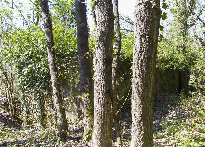 Ligne Maginot - LIEBFRAUENTHAL - (Casemate d'infanterie) - 