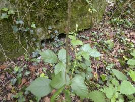 Ligne Maginot - BA2 - ETANG DE NEUVE-FORGE - (Blockhaus pour canon) - 