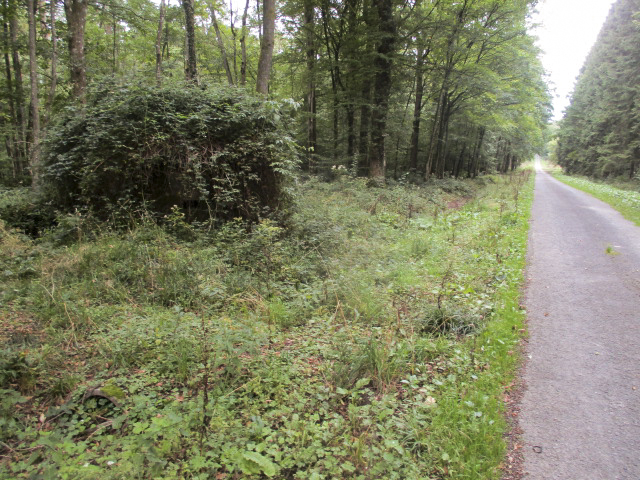 Ligne Maginot - BA12 - ROUTE DU CONSERVATEUR OUEST - (Blockhaus pour canon) - Situé dans son environnement à proximité de la route forestière du Conservateur.