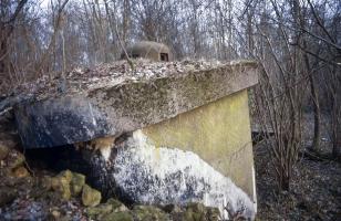 Ligne Maginot - BOIS DE TAPPE OUEST - C5 - (Casemate d'infanterie) - 