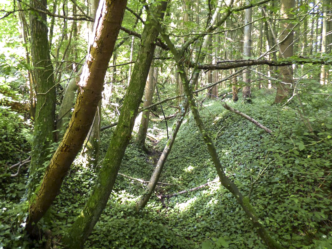 Ligne Maginot - CEZF-10  - FOSSE AU MORTIER NORD - (Casemate d'infanterie - Simple) - Fossé antichar dans le bois situé au sud.