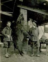 Ligne Maginot - 202/81° Compagnie de Sapeurs Téléphonistes (202/81) - Résultat de la chasse de la section de déroulement rapide, un beau sanglier