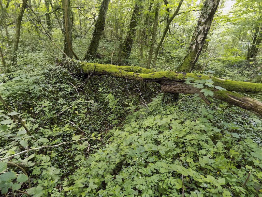 Ligne Maginot - 26A - RIMONNEAU OUEST - (Blockhaus pour canon) - Le tranchée du chemin vers l'entrée