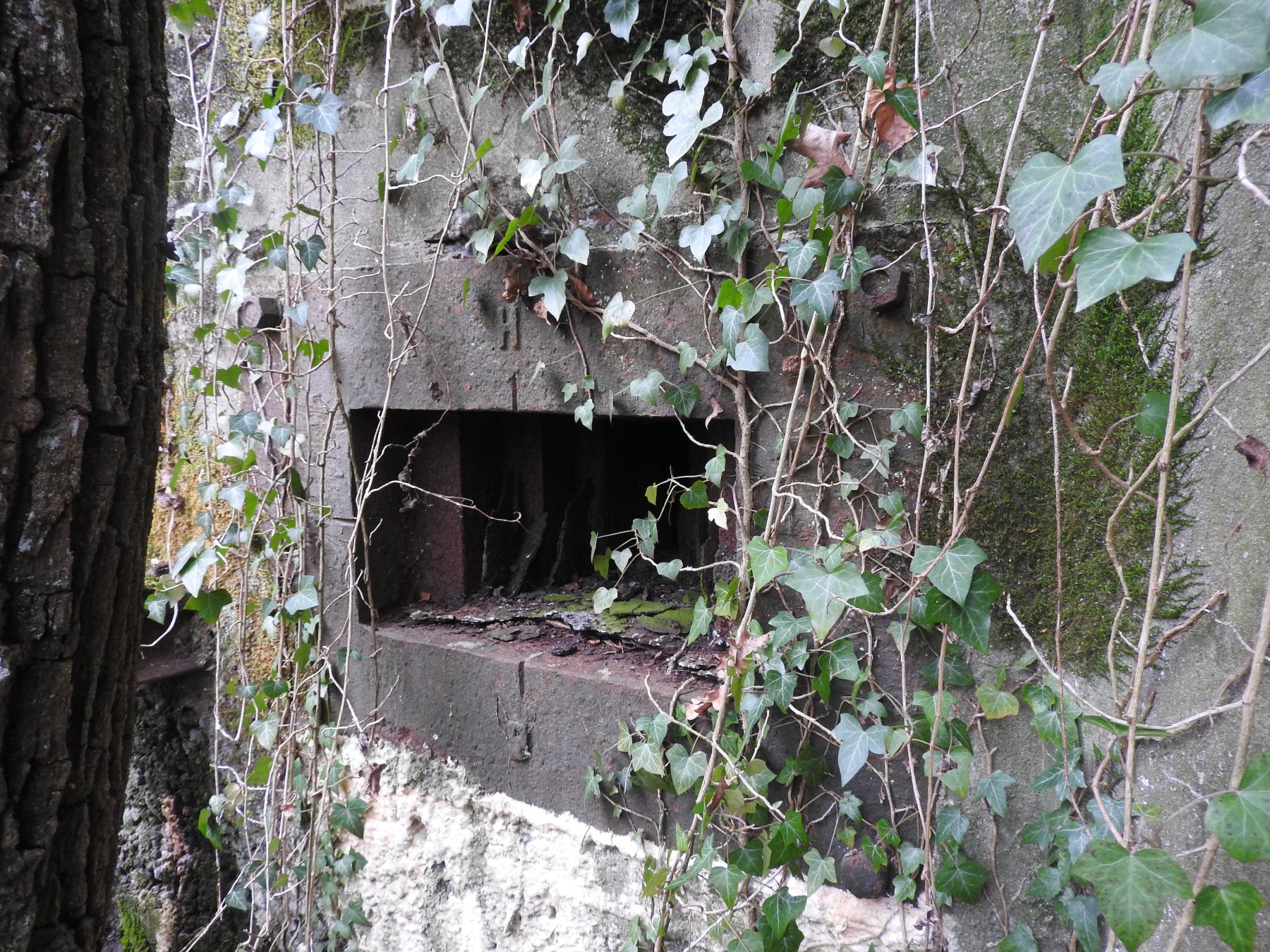 Ligne Maginot - BB337 - (Blockhaus pour arme infanterie) - L'embrasure pour mitrailleuse. Un arbre a poussé pile devant.