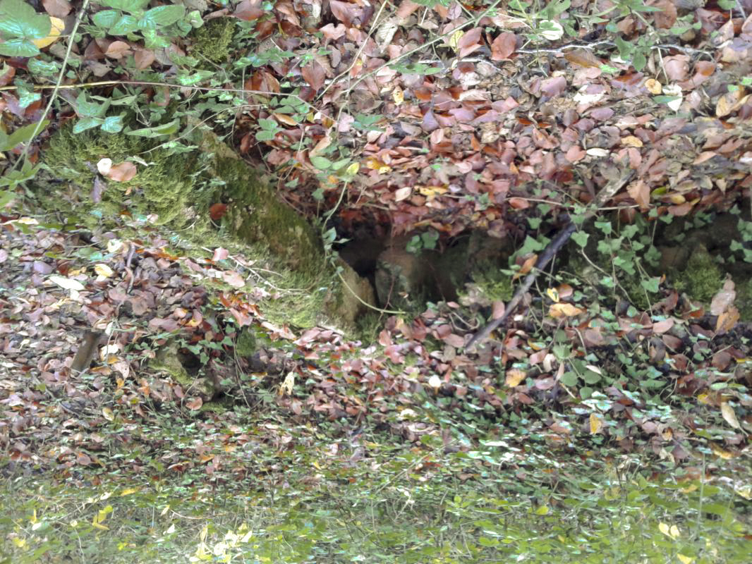 Ligne Maginot - BOIS MAROTTE NORD - (Abri) - Ancien abri (Ouest). 
Eléments en béton et empreintes de tôles métro laissées dans le béton.