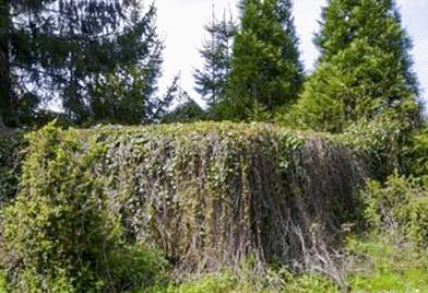 Ligne Maginot - WEIDESHEIM 4 - (Blockhaus pour arme infanterie) - Aspect général