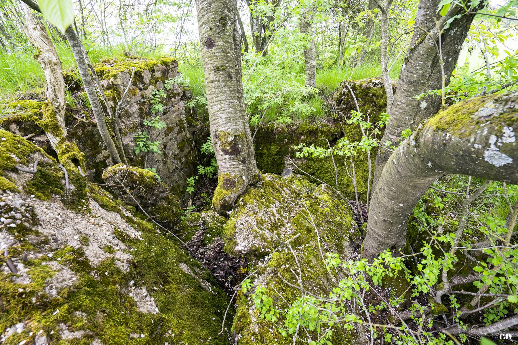 Ligne Maginot - KNOPP 6 - (Blockhaus de type indéterminé) - Les ruines du blockhaus