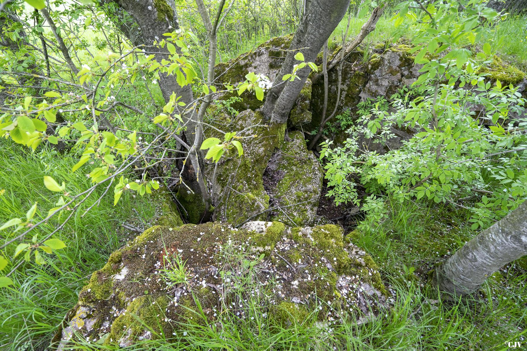 Ligne Maginot - KNOPP 6 - (Blockhaus de type indéterminé) - Les ruines du blockhaus