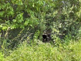 Ligne Maginot - BOIS DE HOFFEN 1 - (Blockhaus pour canon) - L'entrée de la pièce antichar en partie remblayée