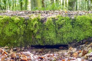 Ligne Maginot - TAUBRUNNENWALD 7 - (Observatoire d'infanterie) - 