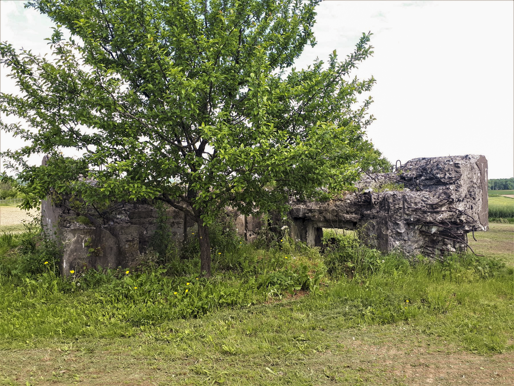Ligne Maginot - TRAMBACH - (Blockhaus pour arme infanterie) - Le blockhaus ruiné