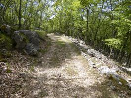 Ligne Maginot - BAISSE DU LOUP - (Abri) - La route militaire