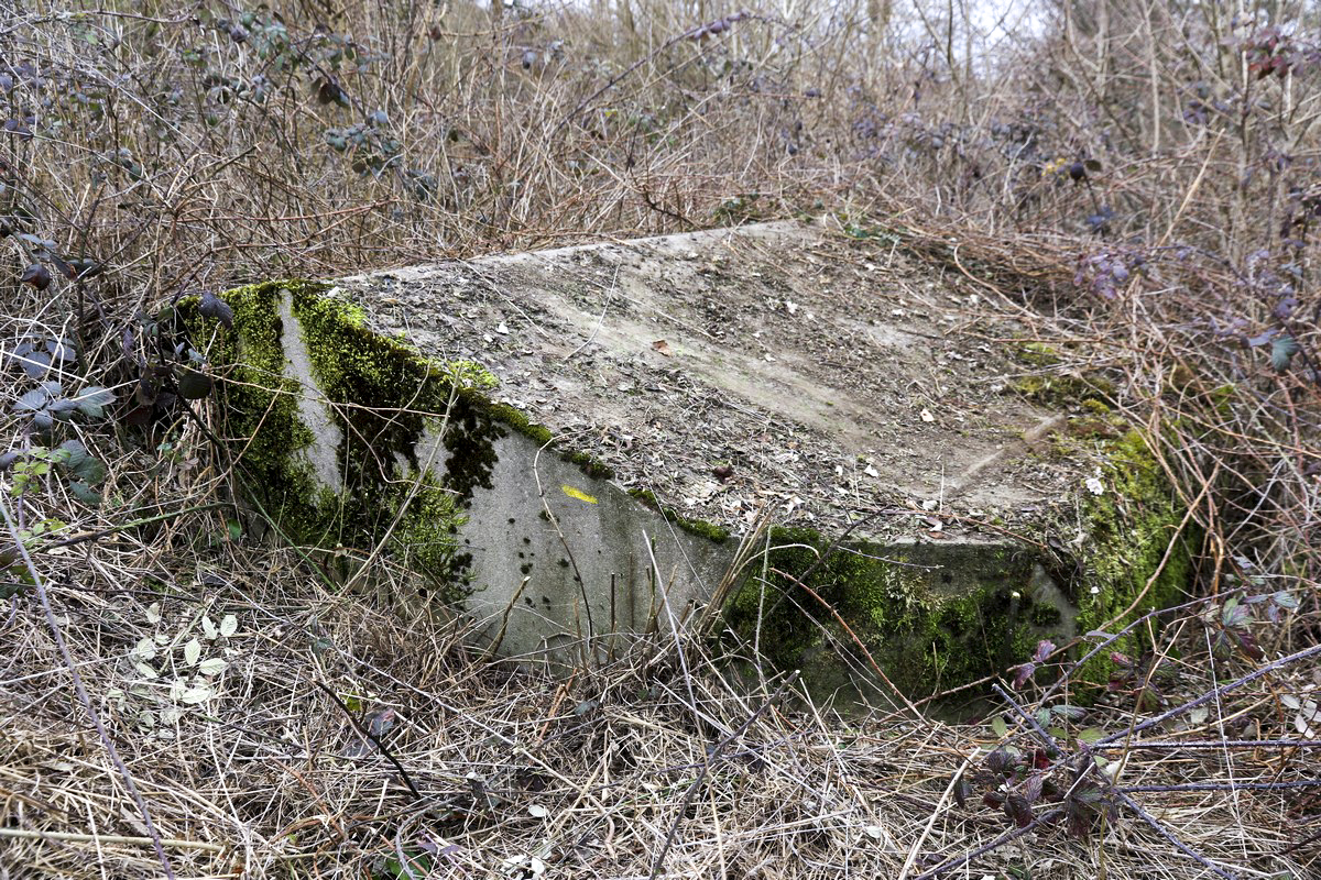 Ligne Maginot - REBBERG EST - (Blockhaus pour arme infanterie) - Le bouclier bien embroussaillé