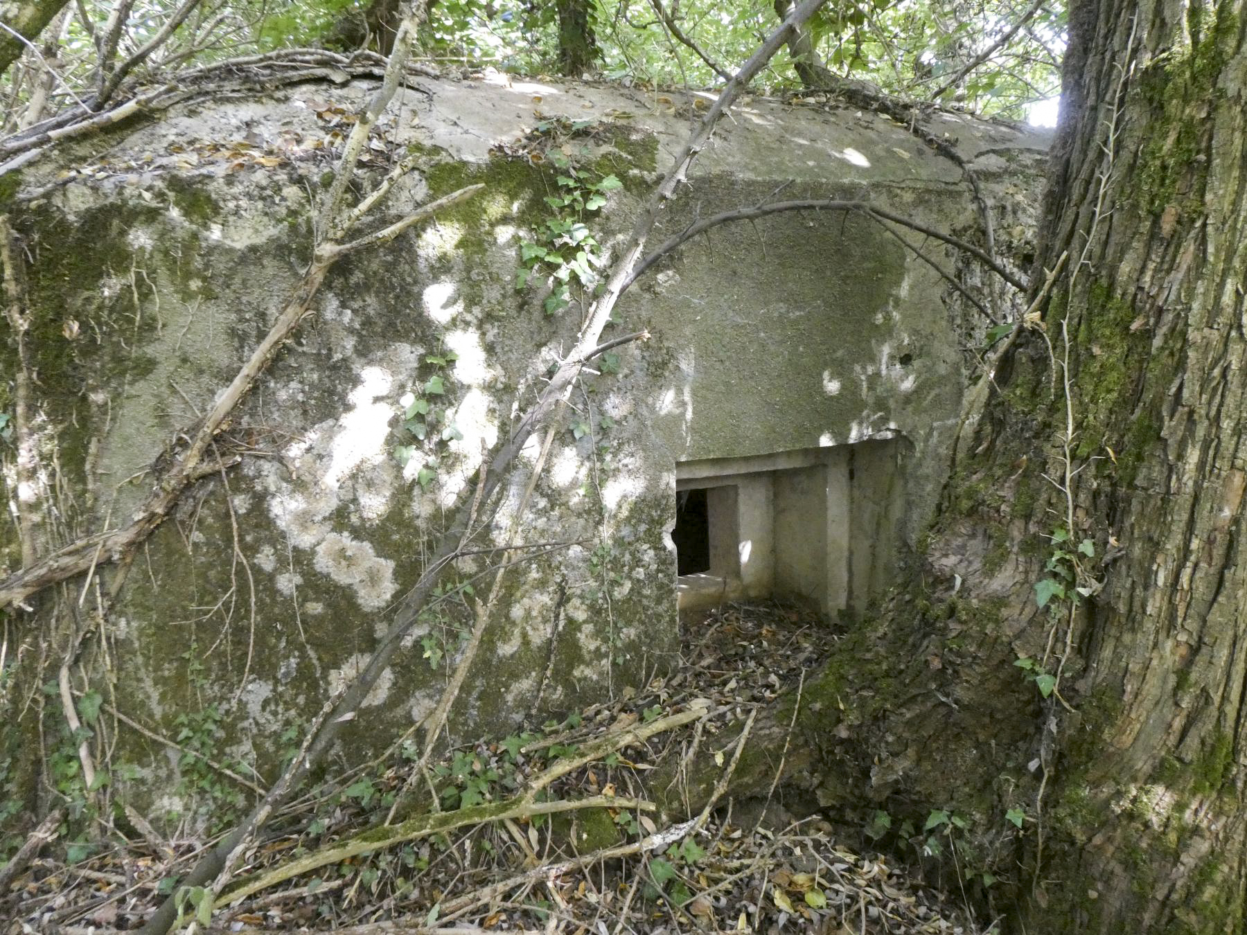 Ligne Maginot - B636 - BOIS D'ELESMES - (Blockhaus pour canon) - 