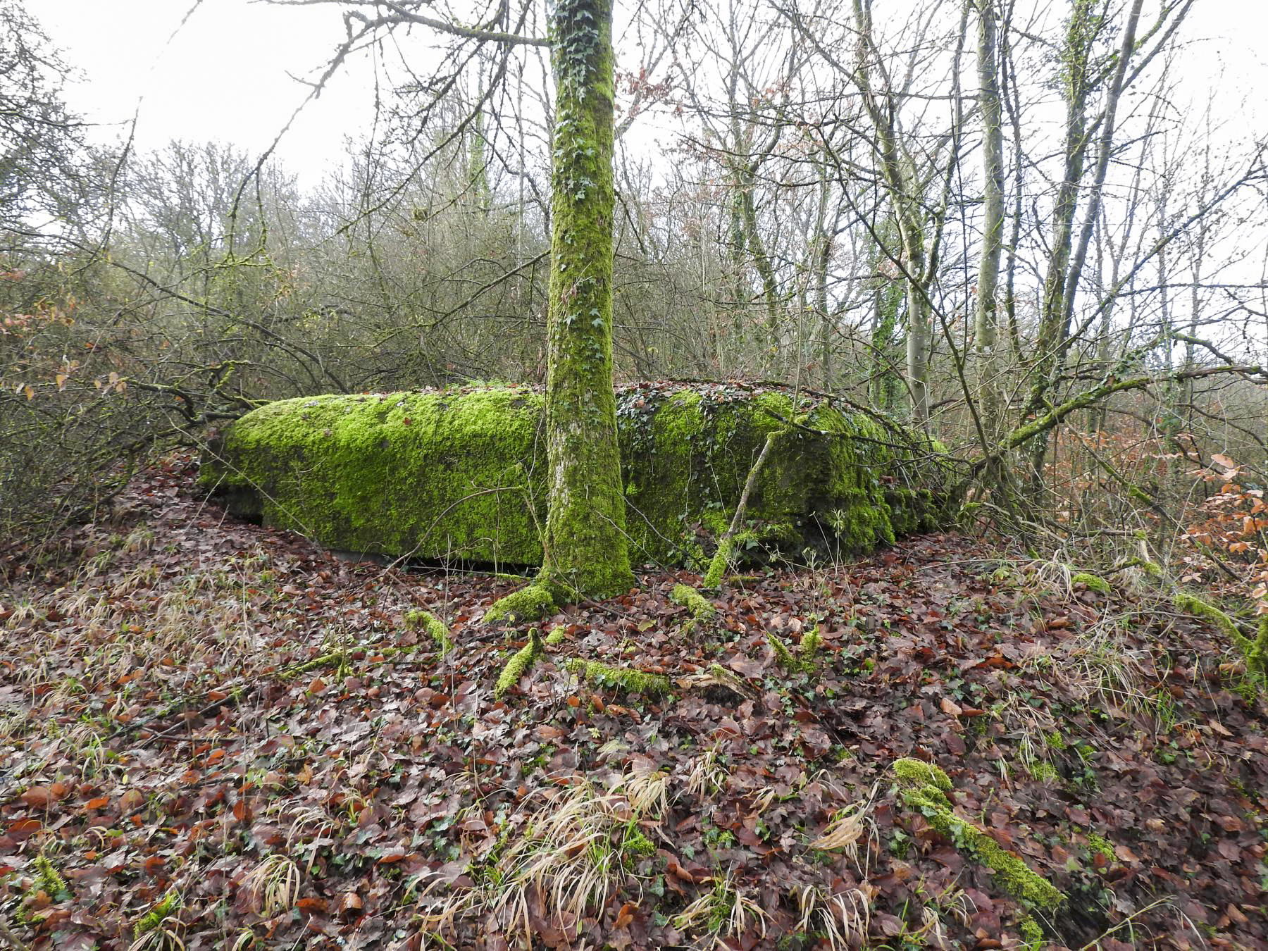 Ligne Maginot - BOIS DE KLANG NORD 4 - (Observatoire d'infanterie) - La façade d'observation avec le créneau au ras du sol.