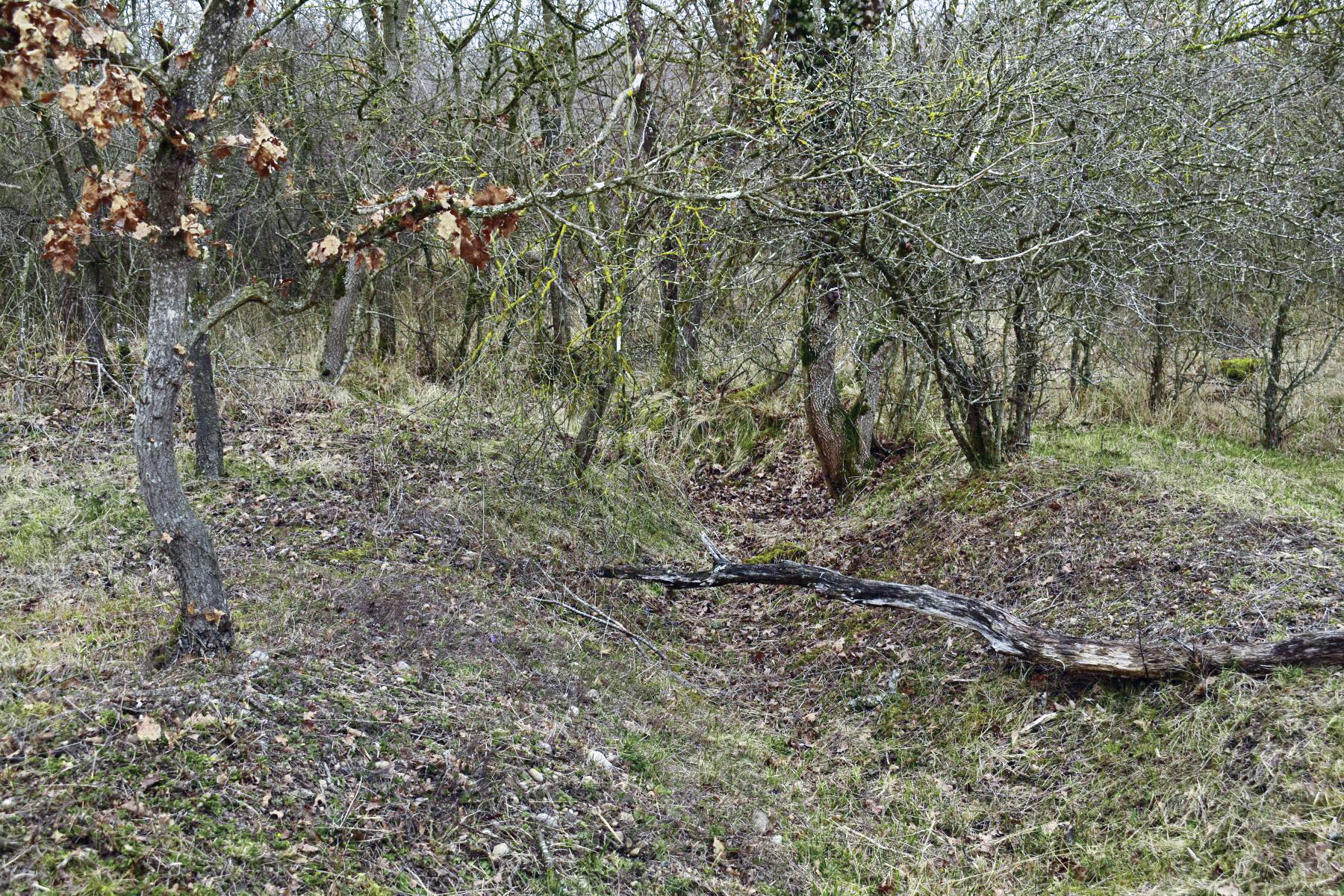 Ligne Maginot - HARDTWALD 3 - (Position d'artillerie préparée) - Tranchée donnant accès à la voie de 60. 