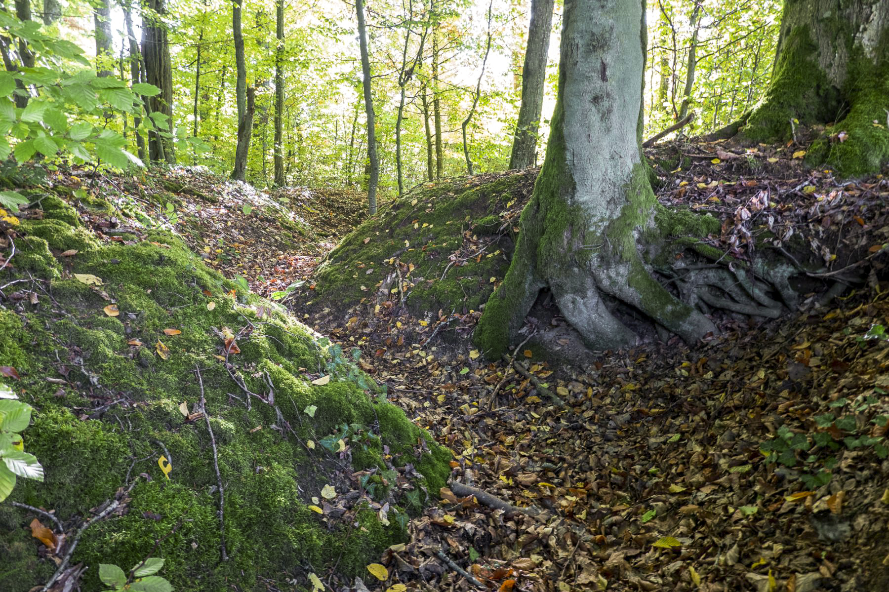 Ligne Maginot - HUBERBUSCH 1 - (Blockhaus pour arme infanterie) - Vestiges de la tranchée d'accès au bloc