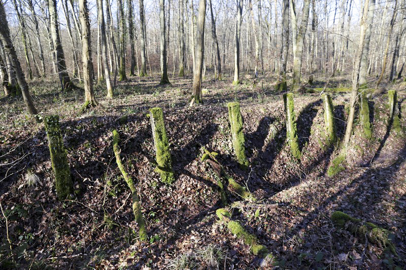 Ligne Maginot - MOORBUSCH - (Obstacle antichar) - Les restes du fossé.