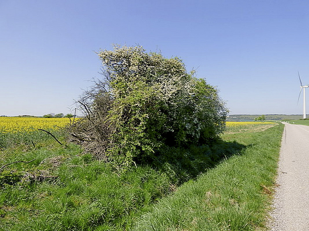 Ligne Maginot - BOHNENFELD (Blockhaus pour arme infanterie) - 