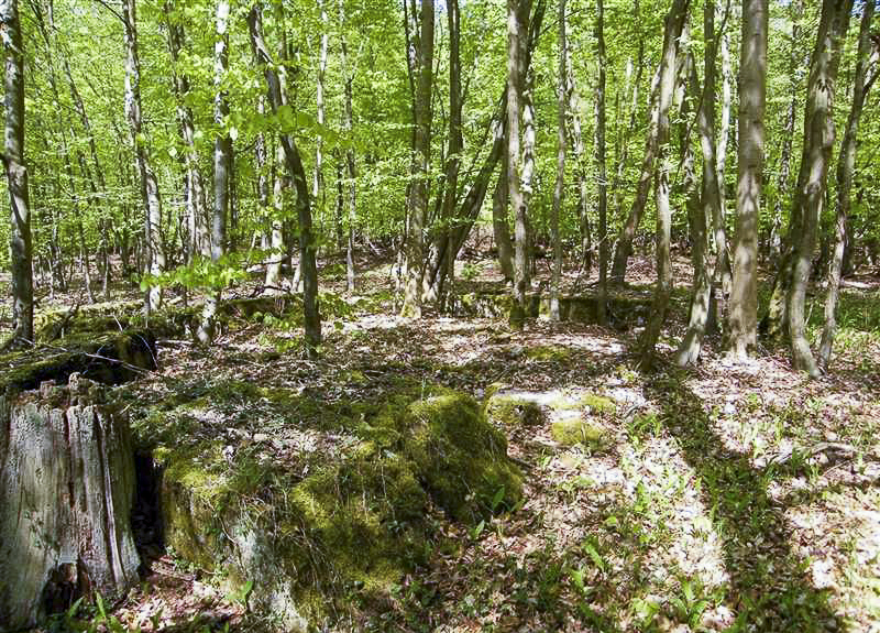 Ligne Maginot - GRUENDEL 2 - (Blockhaus de type indéterminé) - 