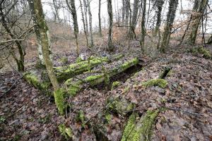 Ligne Maginot - BOIS DE CRUSNES 1 - (Blockhaus de type indéterminé) - 